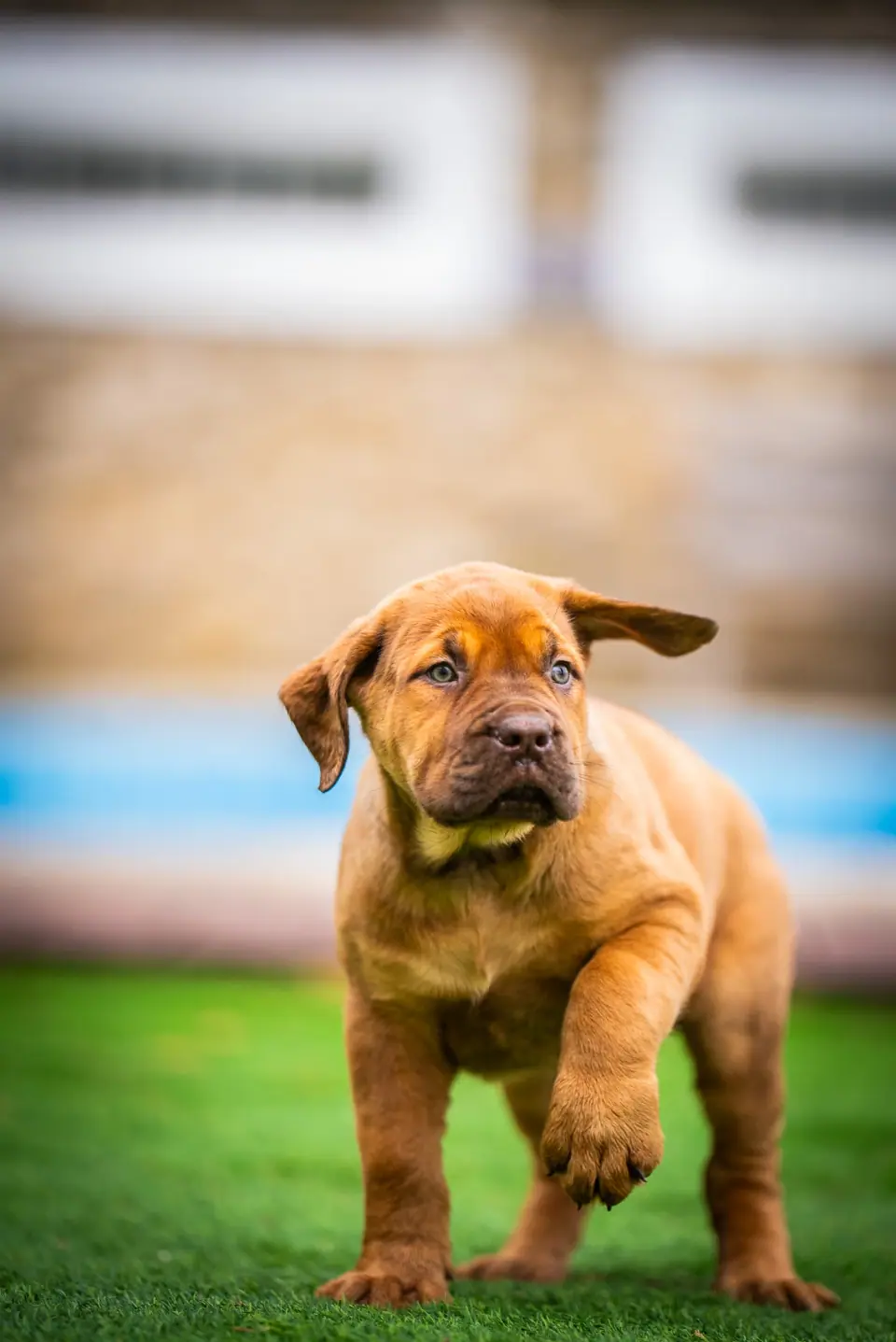 Boerboel puppy for sale