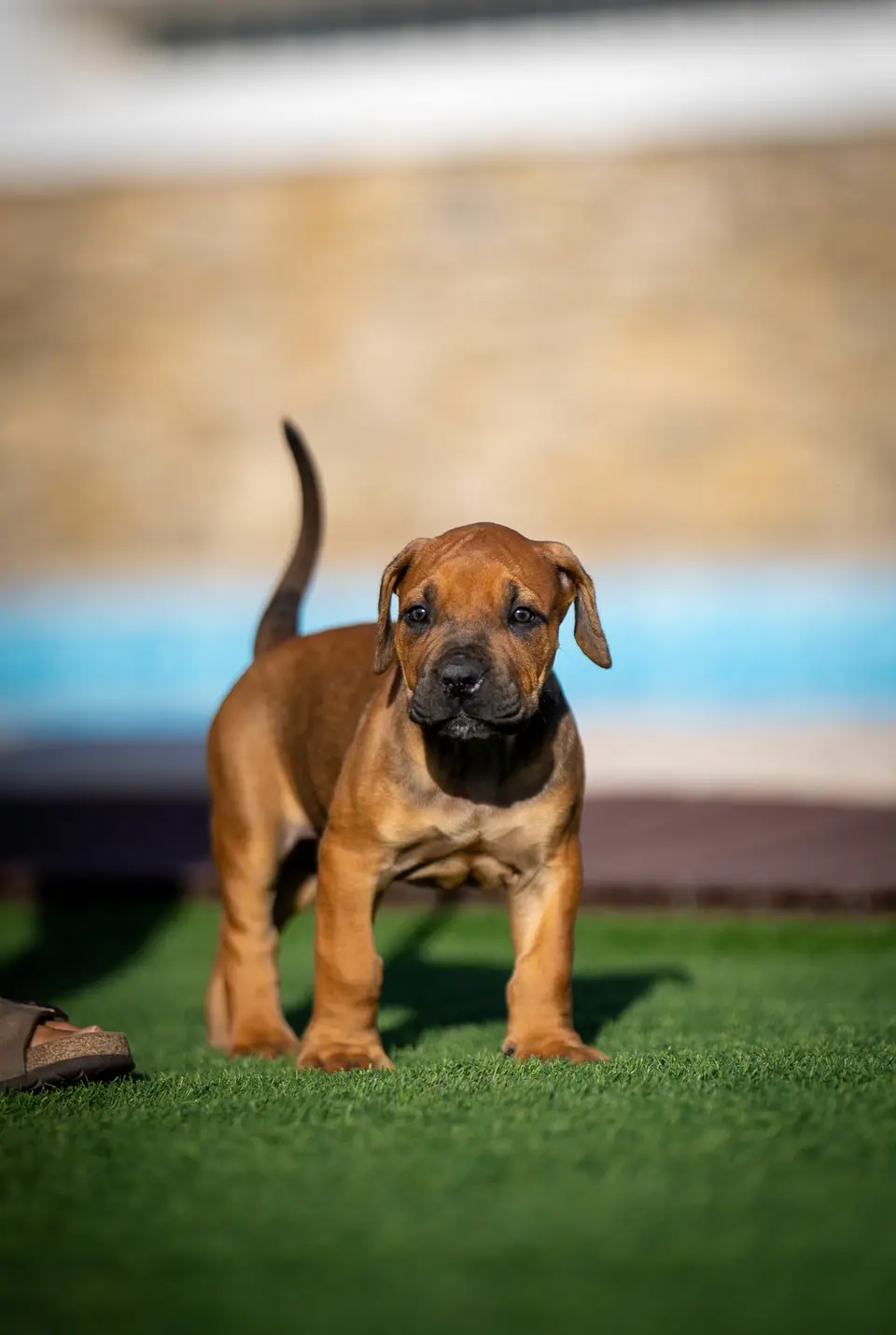 Red female Boerboel puppy, Floki × Bruxa litter, photo 1