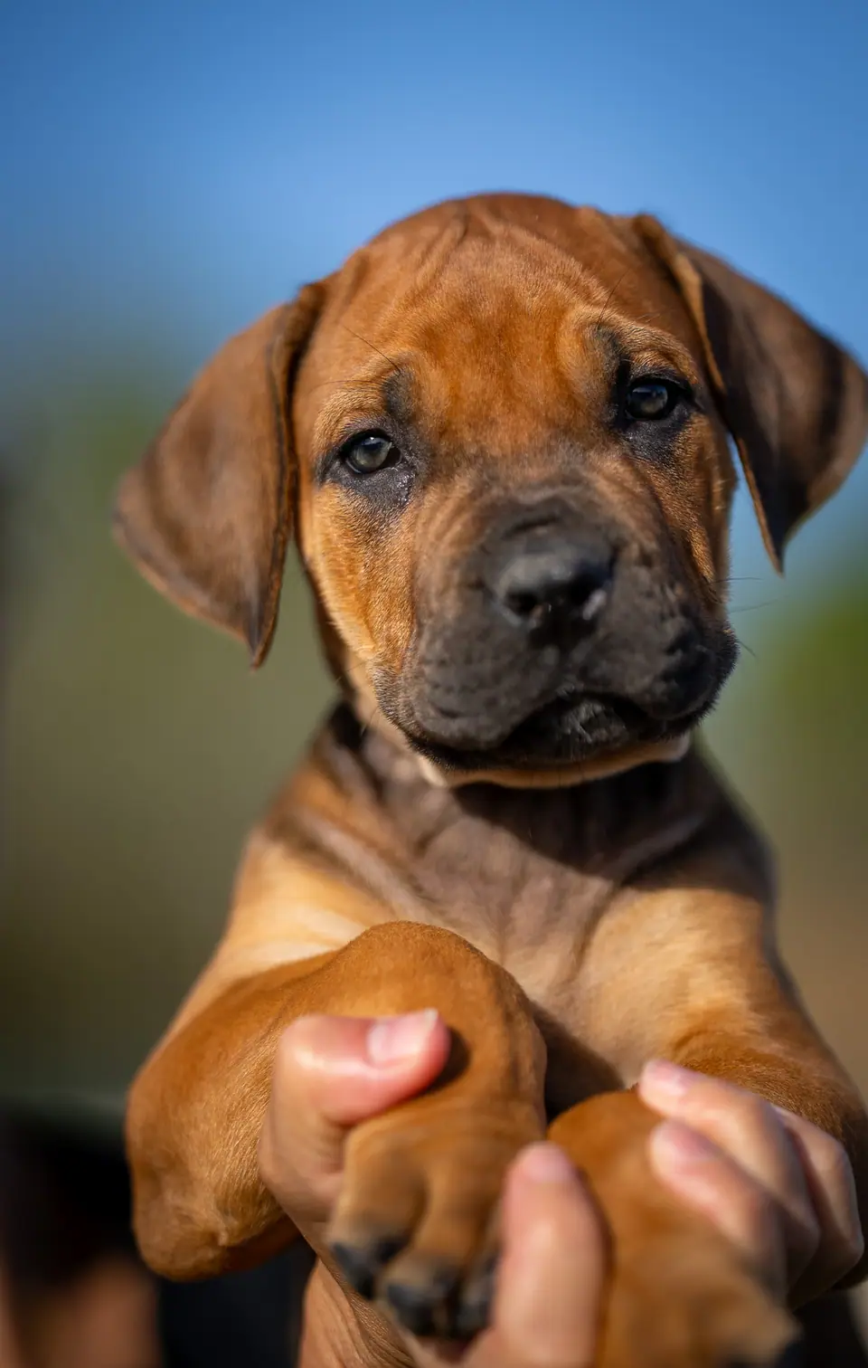 Red female Boerboel puppy, Floki × Bruxa litter, photo 2