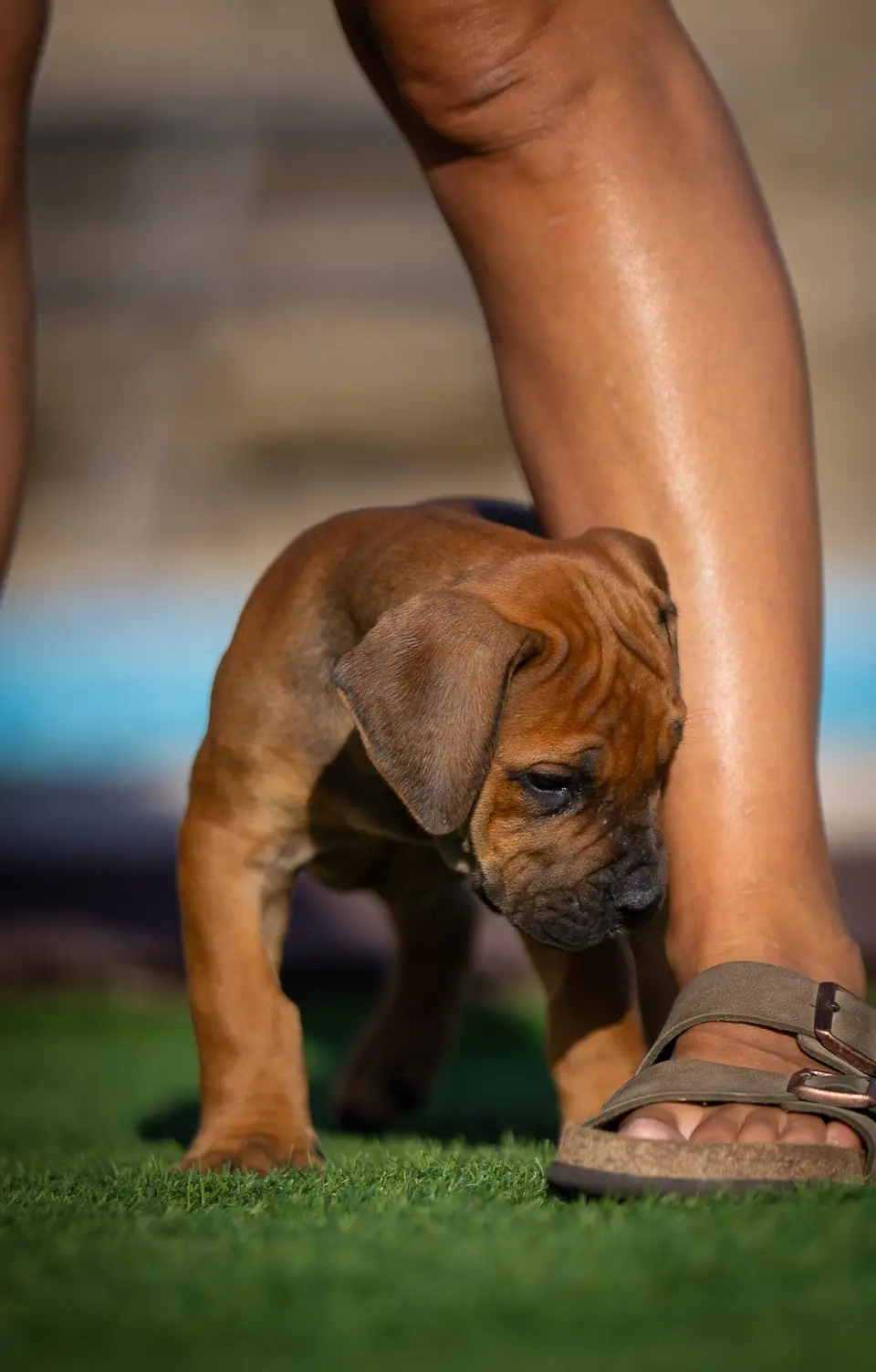 Red female Boerboel puppy, Floki × Bruxa litter, photo 3