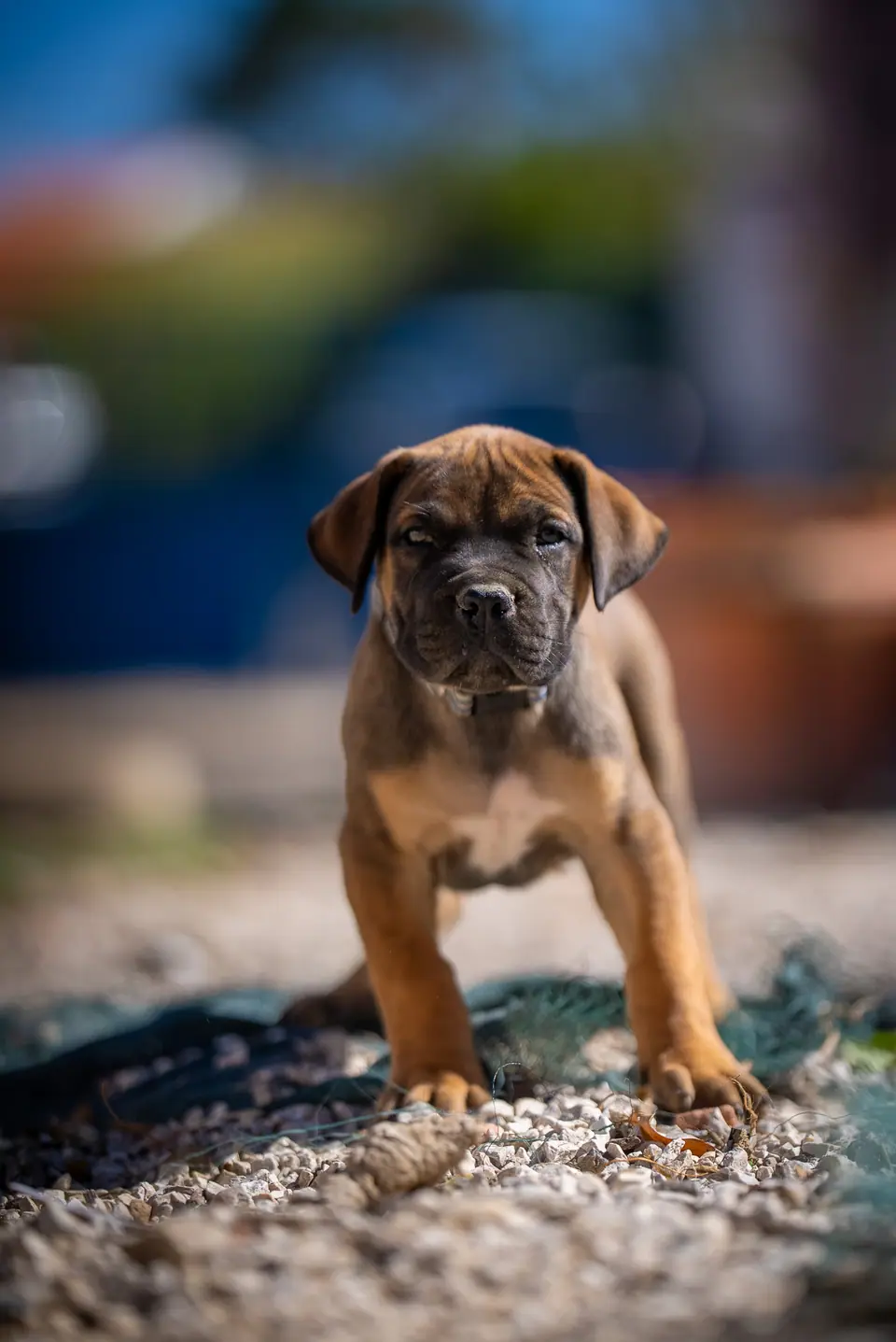 Red female Boerboel puppy, Zulu × Samba litter, photo 1