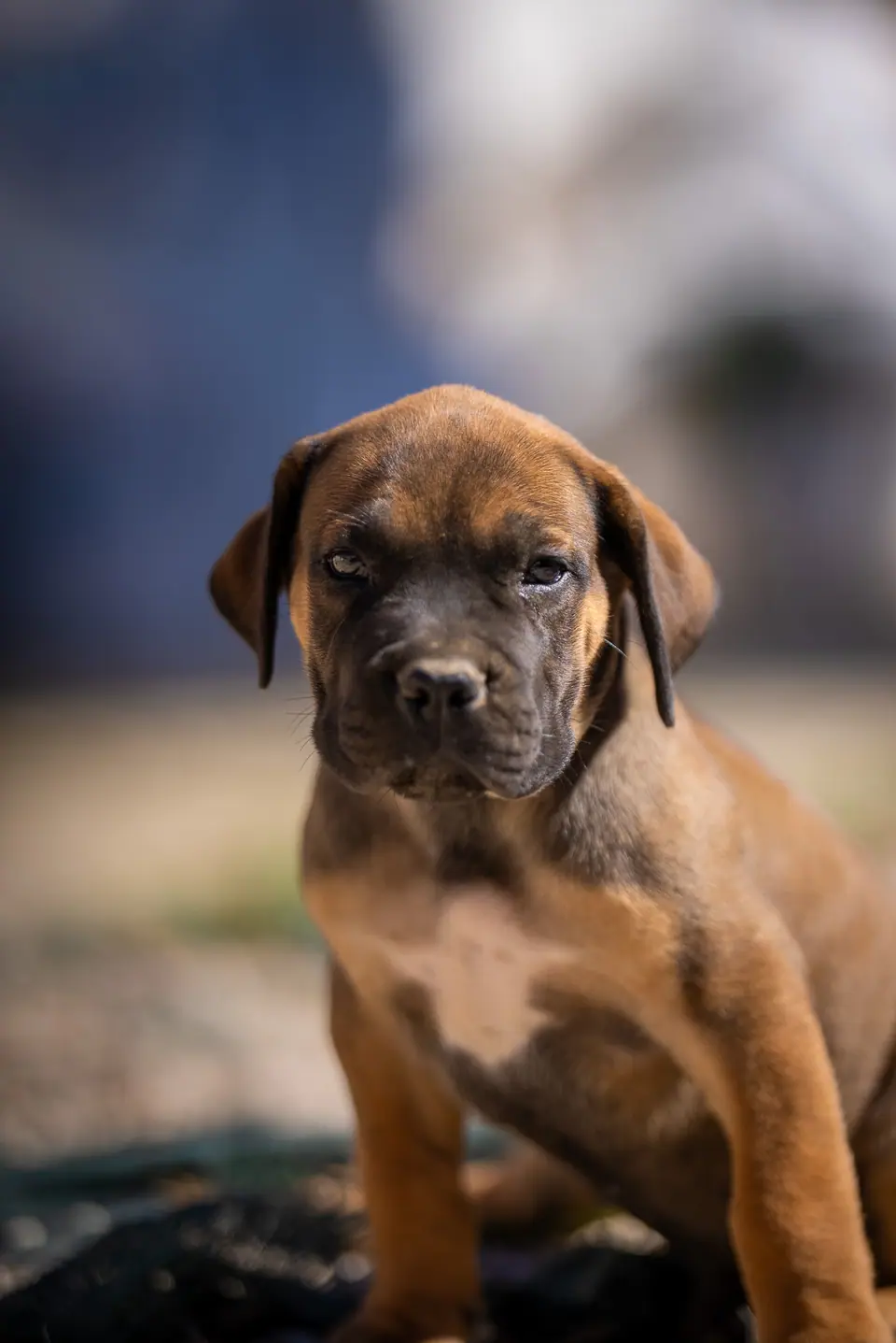 Red female Boerboel puppy, Zulu × Samba litter, photo 2