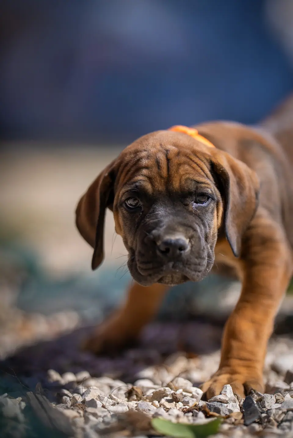 Red female Boerboel puppy, Zulu × Samba litter, photo 3