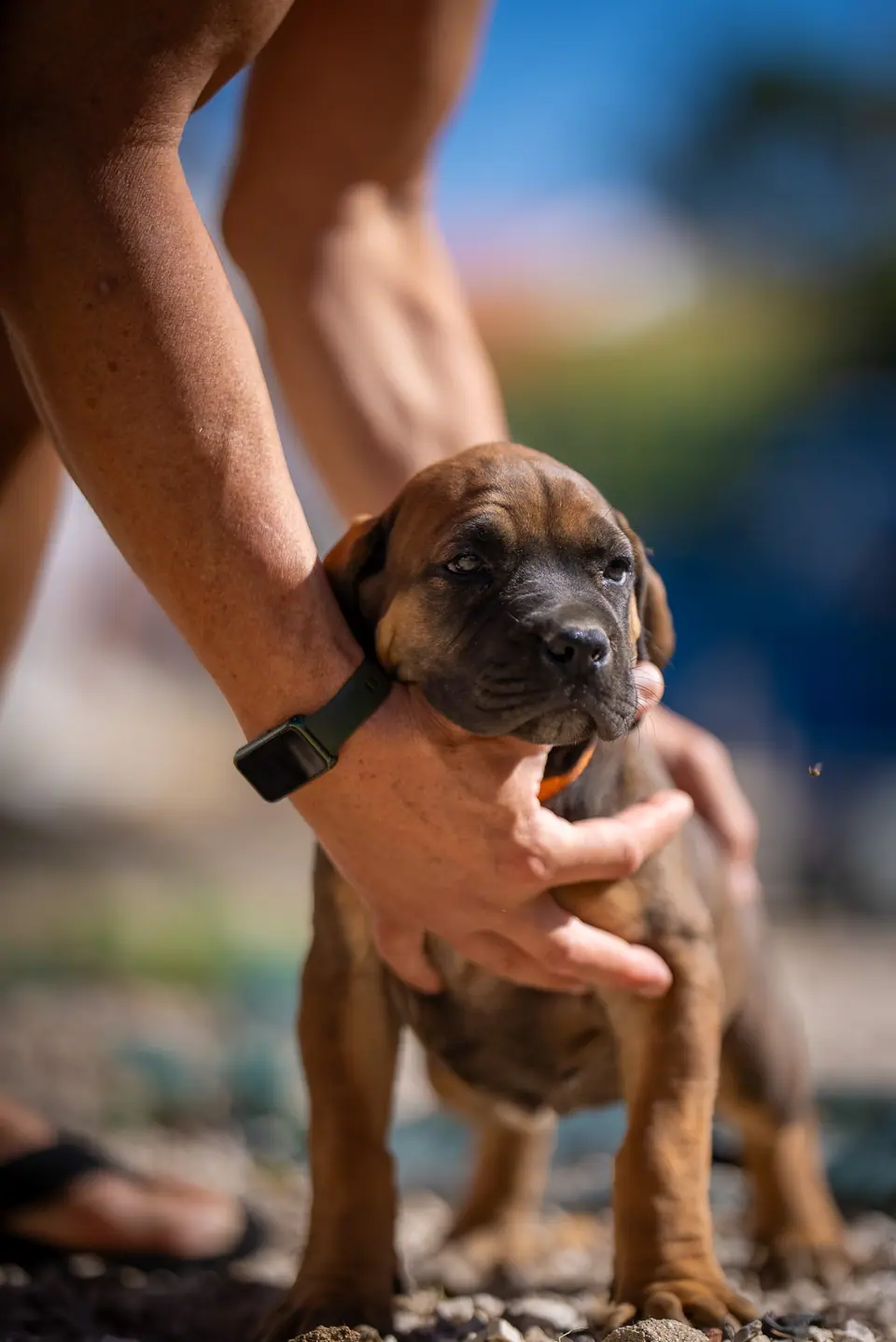 Red female Boerboel puppy, Zulu × Samba litter, photo 4