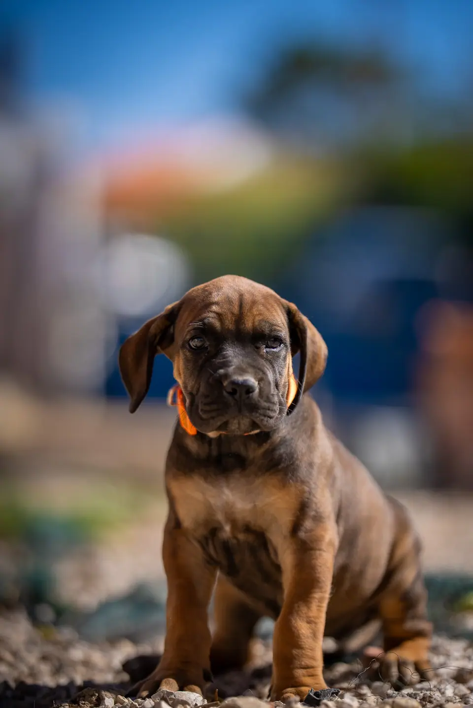 Red female Boerboel puppy, Zulu × Samba litter, photo 5