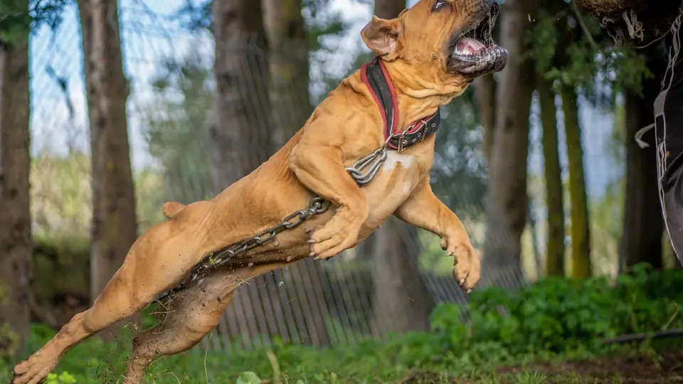 Boerboel Temperament
