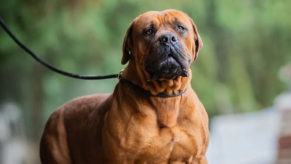 Boerboel vs Bullmastiff: Which Breed Is Right for Your Family?