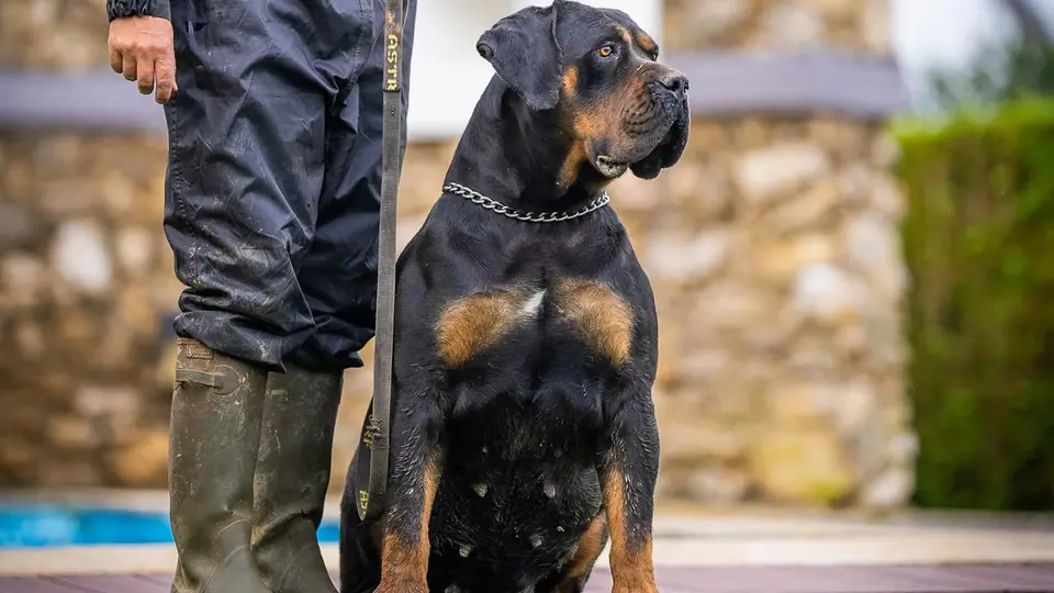 Boerboel vs Doberman: Which Breed Is Right for Your Family?