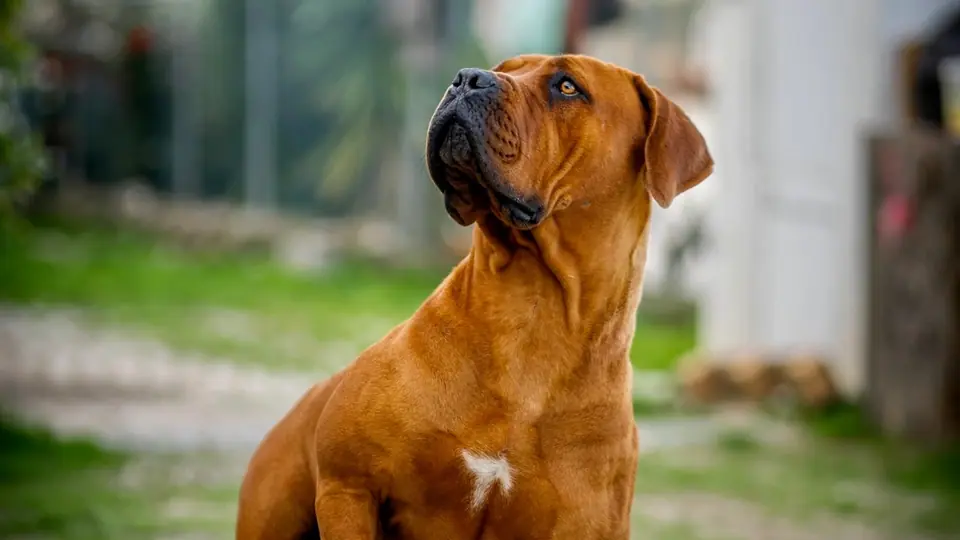 Boerboel vs English Mastiff: Which Breed Is Right for Your Family?