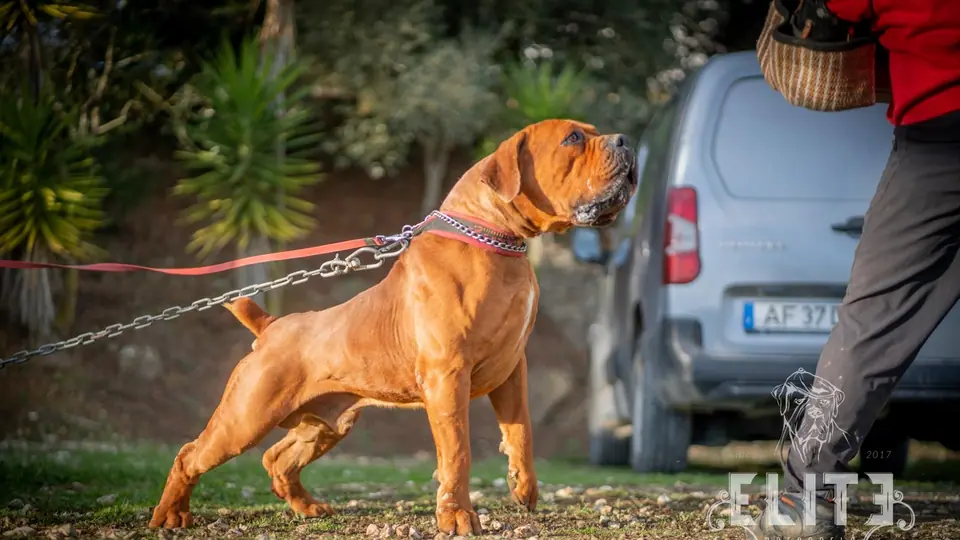 Boerboel vs Presa Canario: Which Breed Is Right for Your Family?