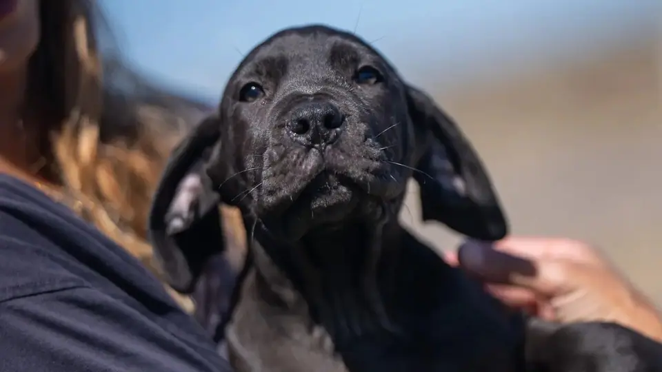 Can Boerboels Live in Apartments?