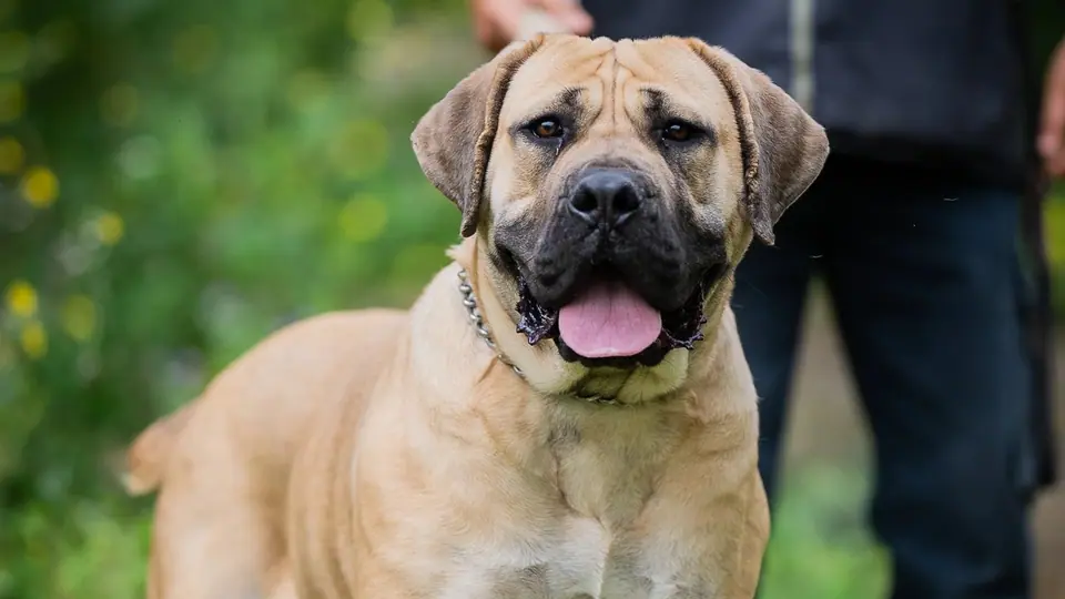 Can Boerboels Live Indoors?