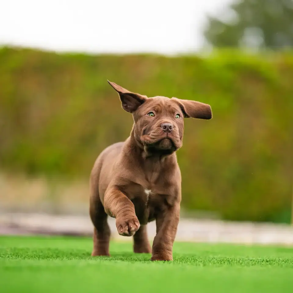 Chocolate Boerboel Puppy