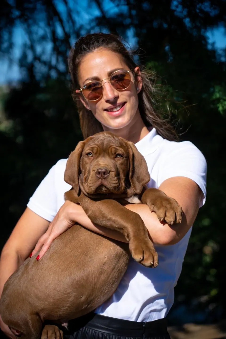 Chocolate Boerboel Puppy