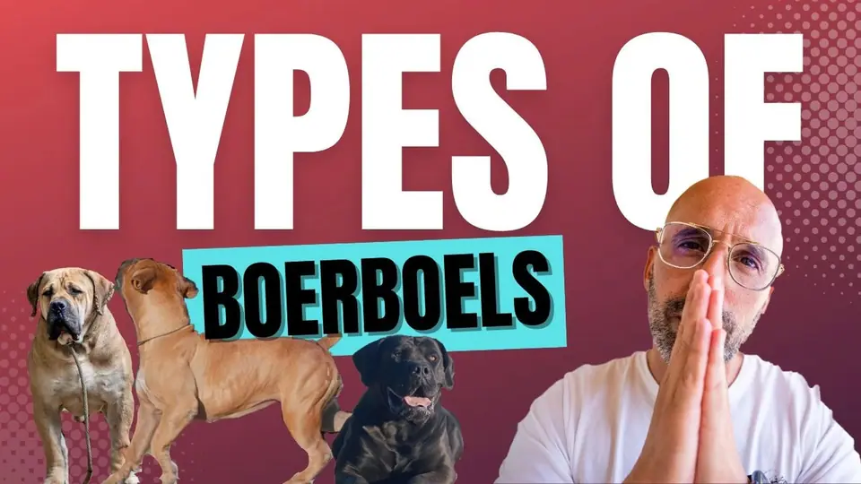 The Different Types Of Boerboels