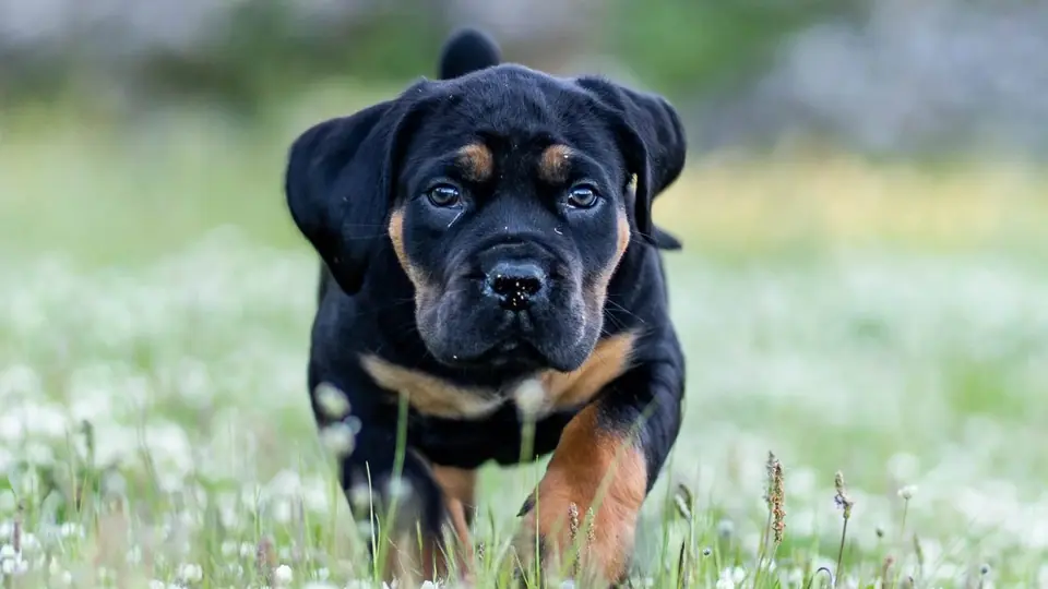 How Early Neurological Stimulation Shapes Boerboel Temperament