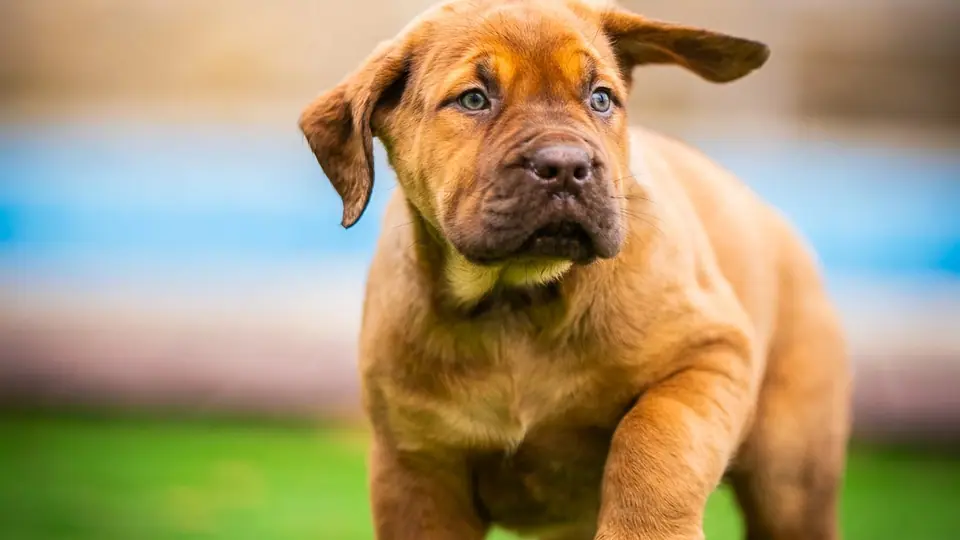 Why More American Families Choose European Boerboel Breeders