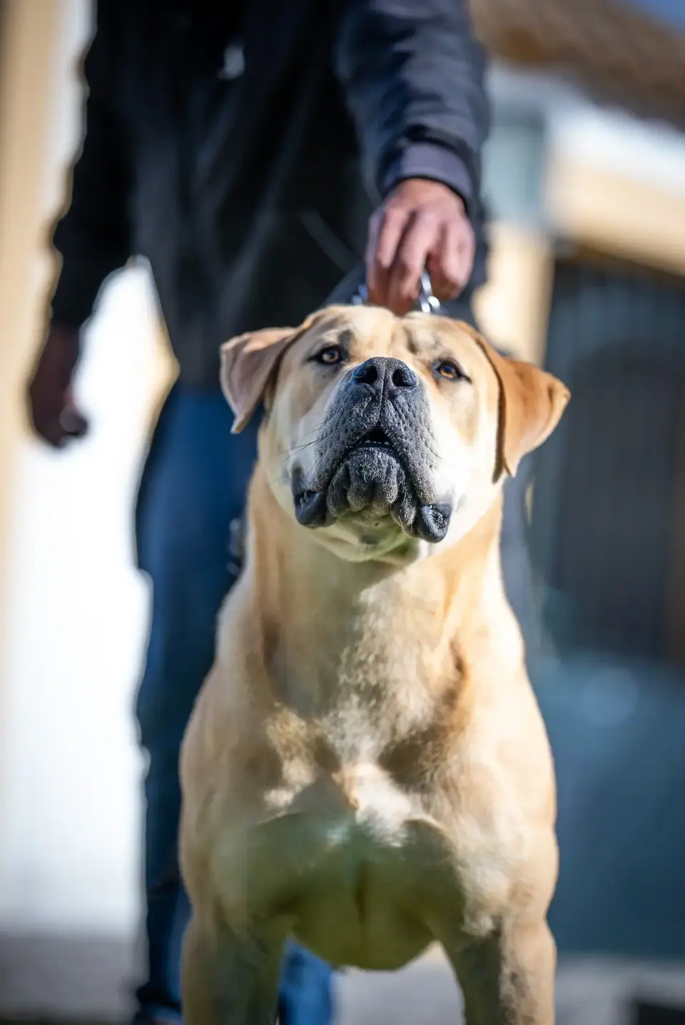 Elite Guard Aslam, South African Boerboel