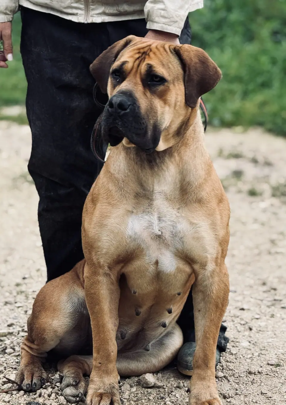 boerboel female