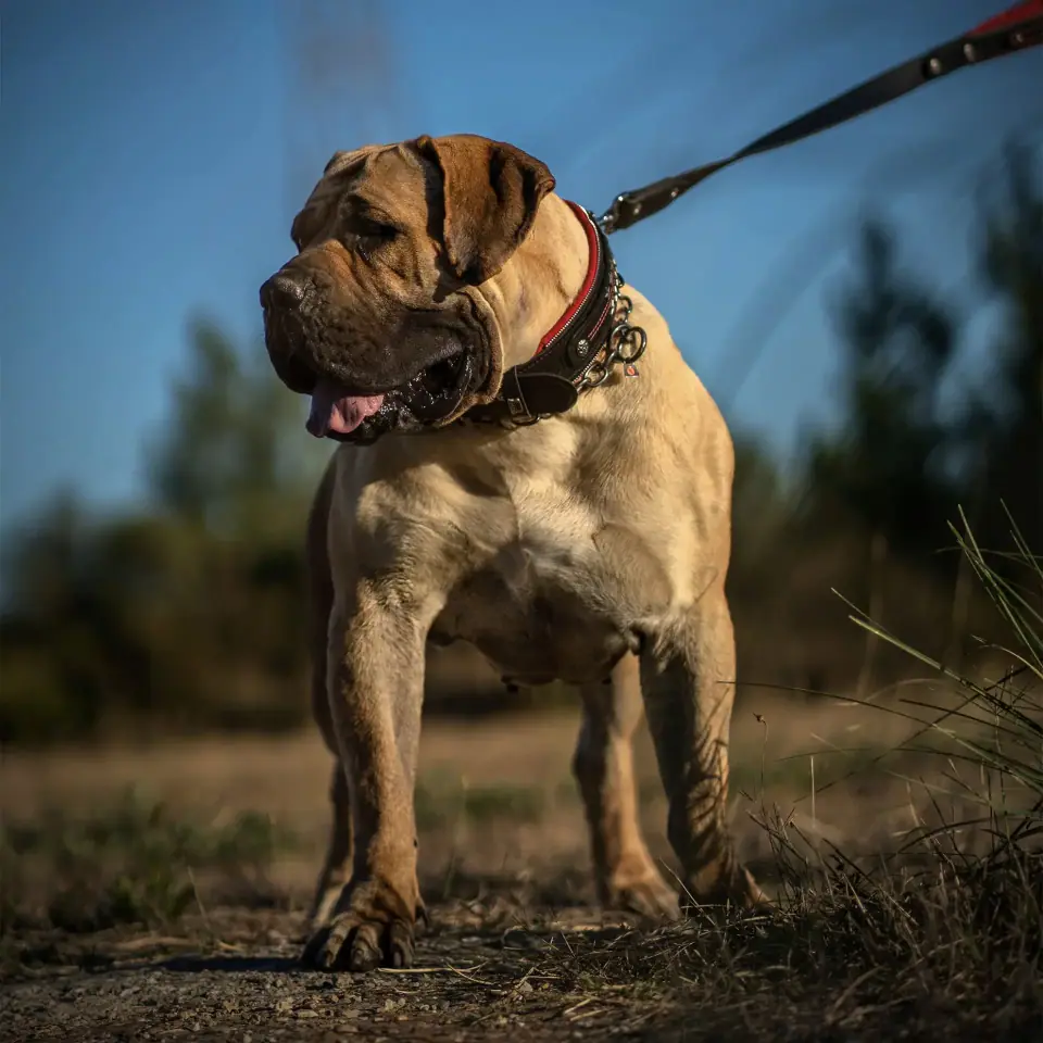 Female Boerboel