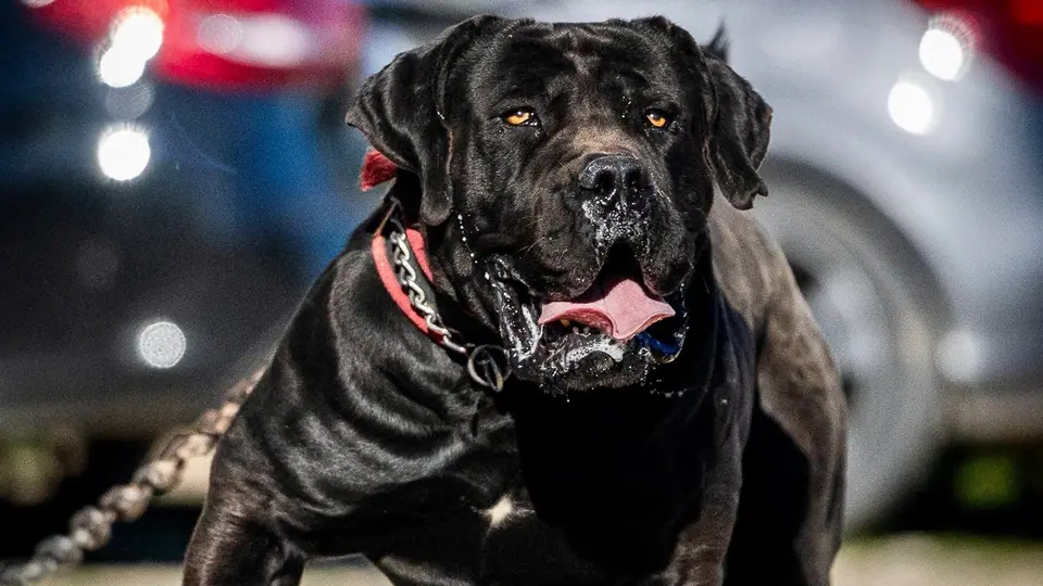 How Intelligent Are Boerboels?