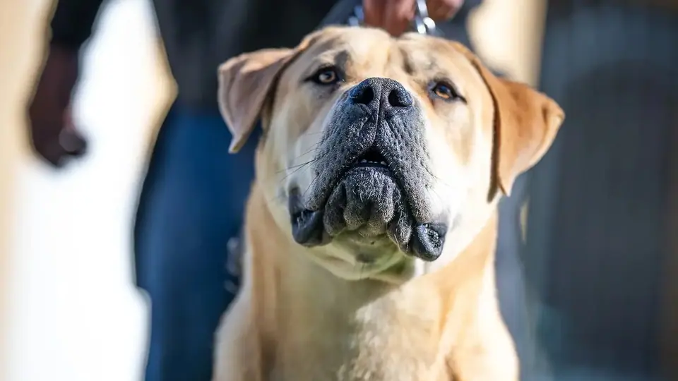 How Loyal Are Boerboels?