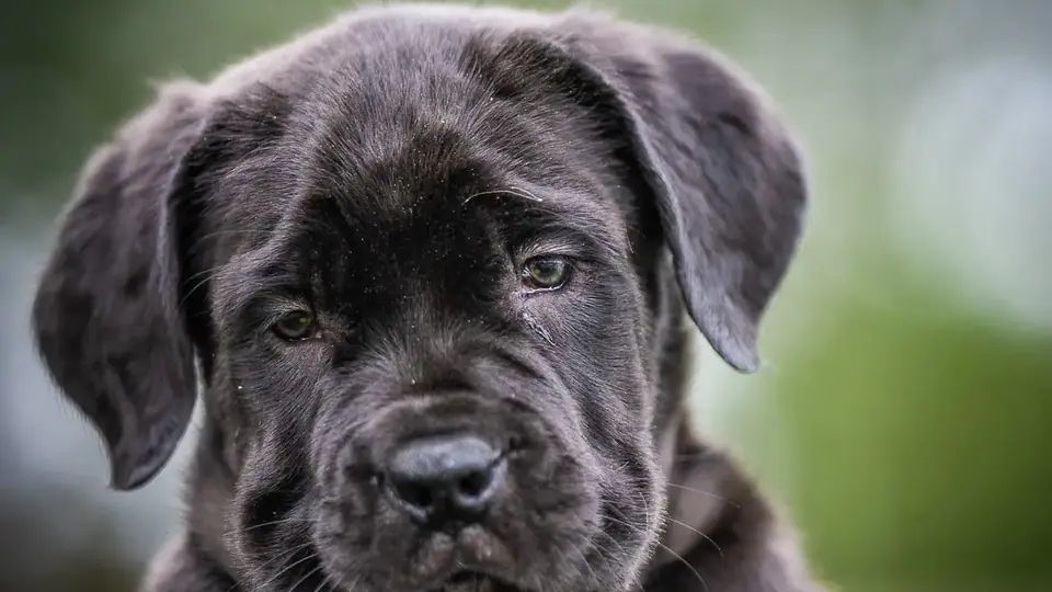 How Much Should a Boerboel Puppy Eat?