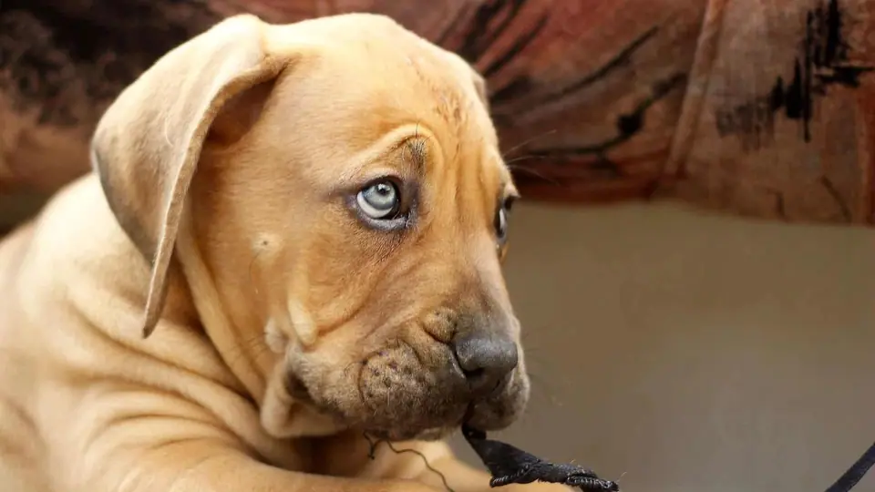 How to Choose a Boerboel Puppy