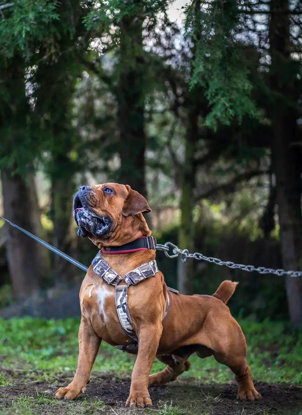Afrika Tarzan, a red Boerboel male, side view on a chain