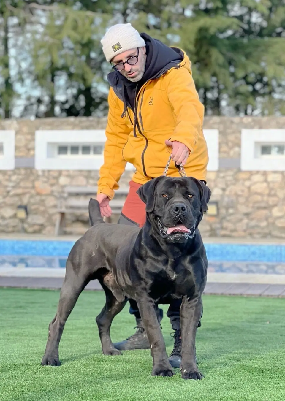 Rui Navarro with a black Boerboel at the kennel
