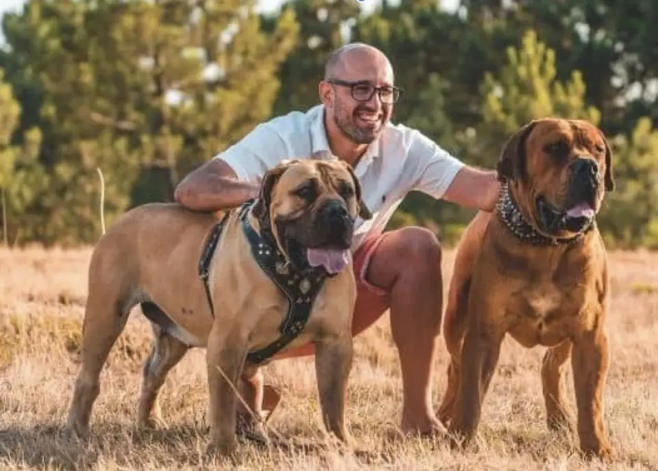 Rui Navarro kneeling between two adult Boerboels outdoors
