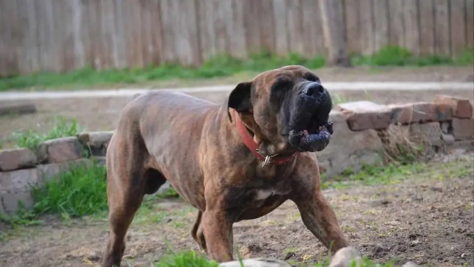 The South African Boerboel: Temperament, History and Size