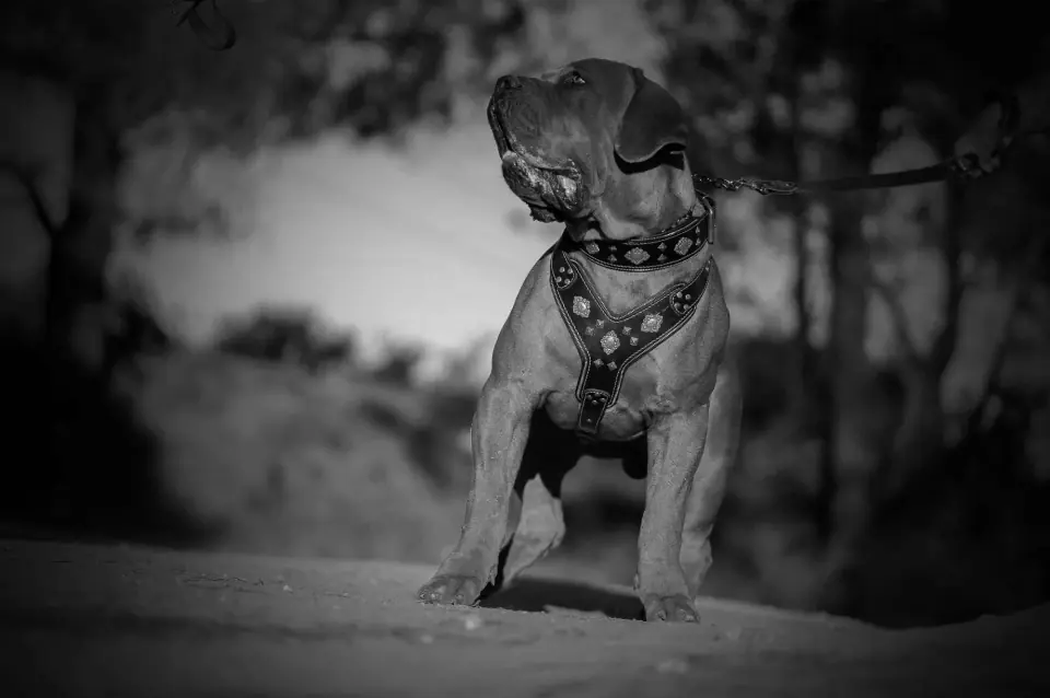 Black and white portrait of a South African Boerboel