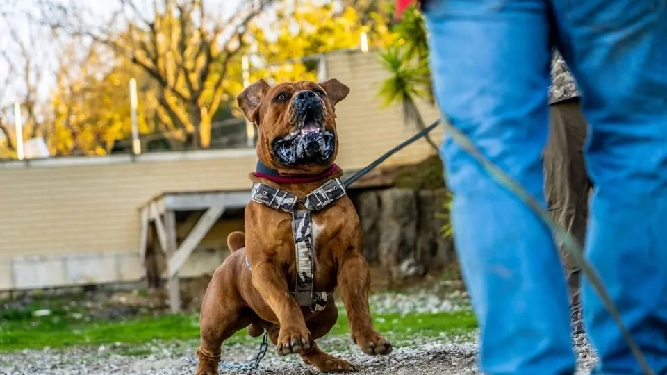 STRONGEST DOG BREED EVER