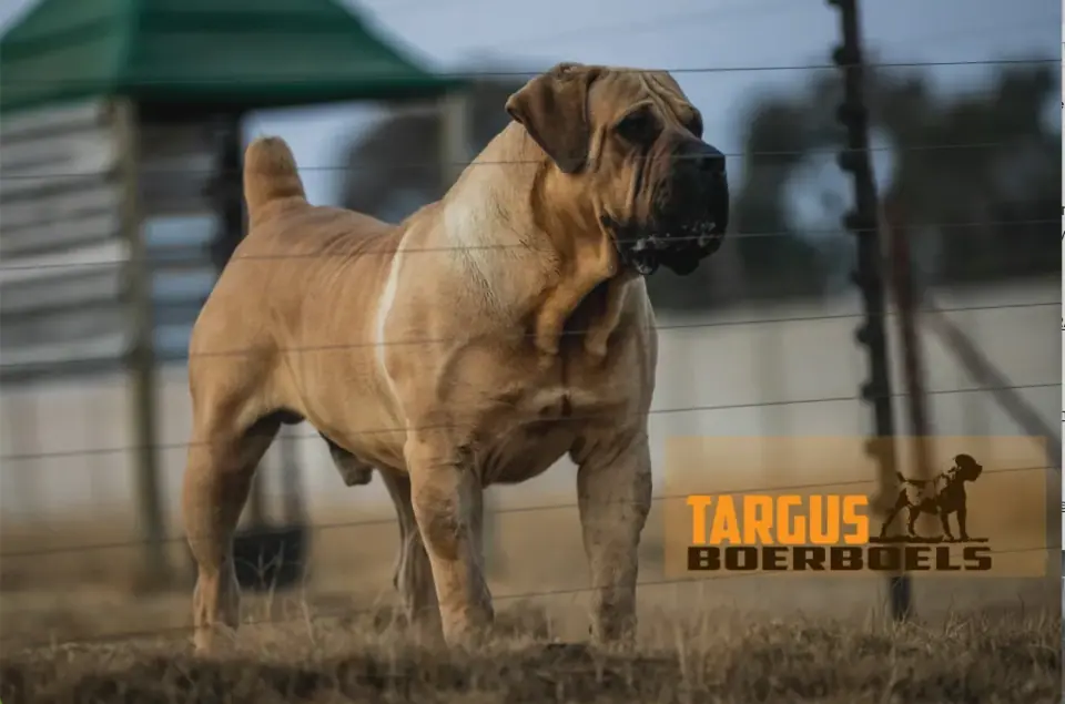 Targus Ram, South African Boerboel