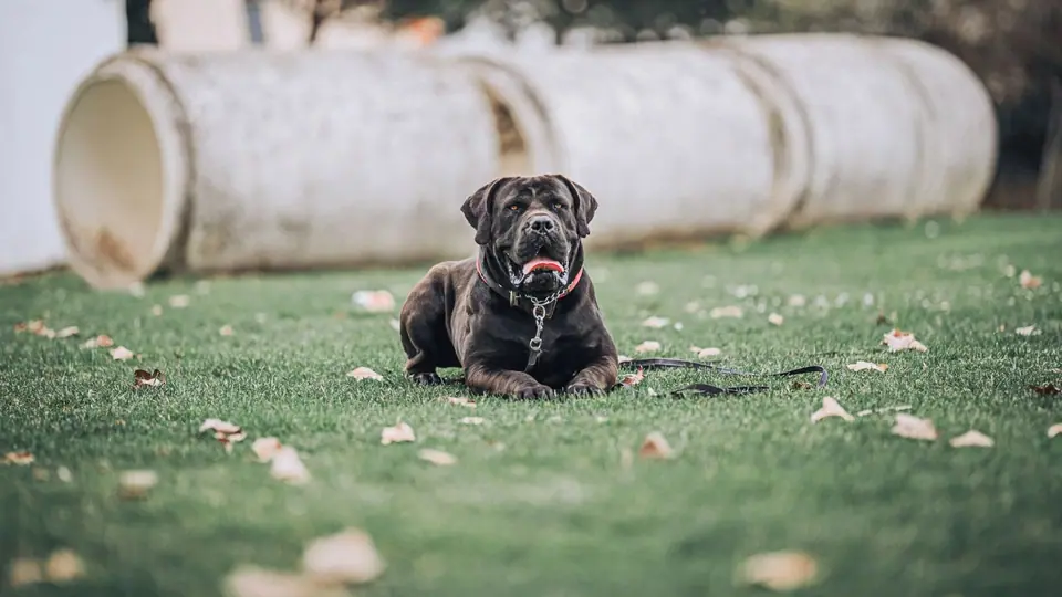 What Really Happens to a Boerboel After Age 3?