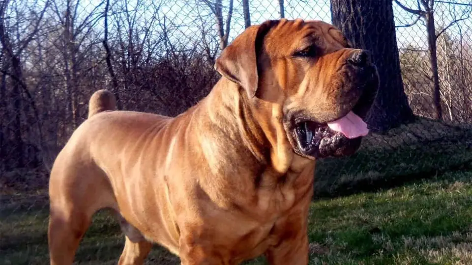 WHY CHOOSE BOERBOELS